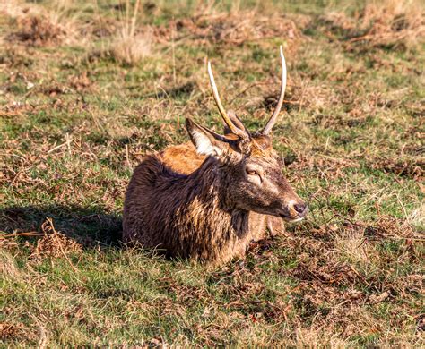 Red Deer Richmond Park John Tiffin Flickr