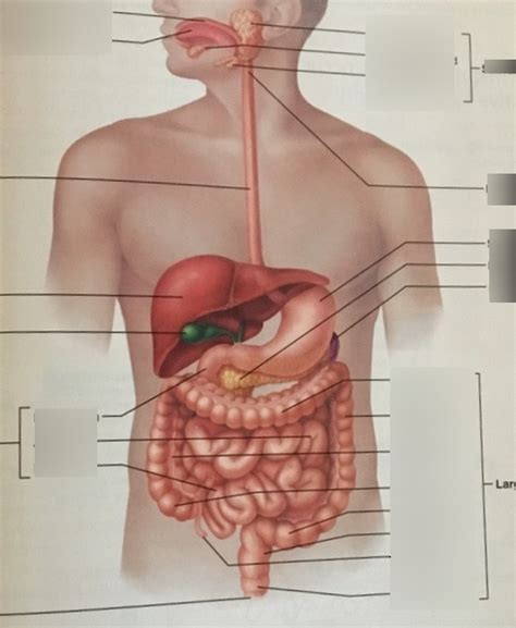 Anatomy Ch Digestive System Diagram Quizlet