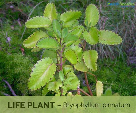 √ダウンロード Katakataka Leaves 296645 Katakataka Leaves Medicinal Uses