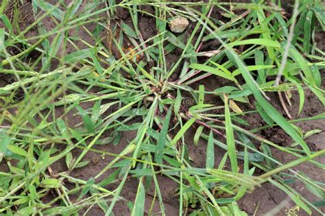 No Campo Como Uma Erva Cresce Digitaria Sanguinalis Foto De Stock