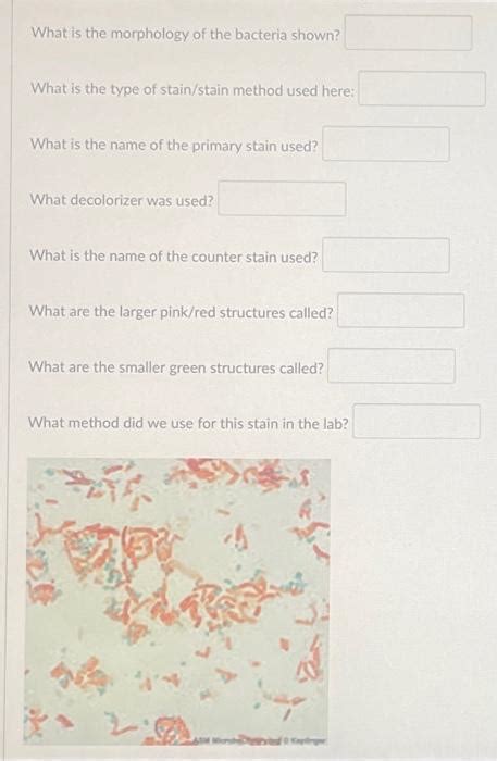 Solved What is the morphology of the bacteria shown? What is | Chegg.com 