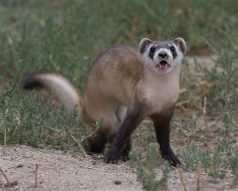 CSU grad student researches plague vaccine to protect endangered black-footed ferrets - College ...