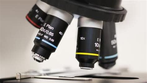 Parts of the Microscope and Their Uses | Sciencing