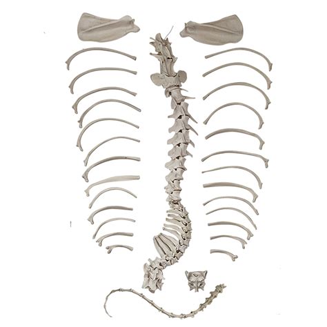 Esqueleto do cachorro desarticulado MogiGlass Anatomia e Simulação