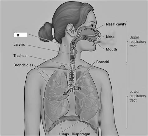 Draw A Respiratory Pathway Of The Human Body And Label Its Parts