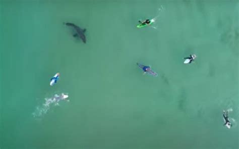 Watch Drone Captures Great White Shark Circling Unsuspecting Surfers