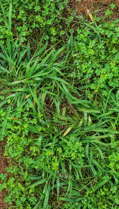 How To Get Rid Of Crabgrass In The Summer Davey Blog Davey Tree