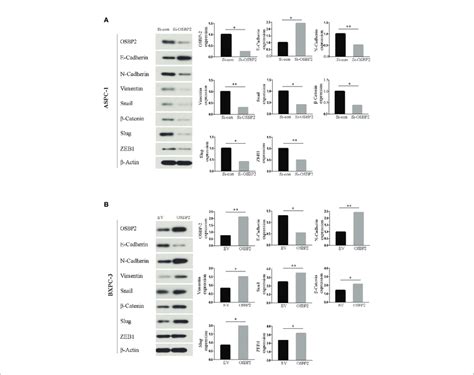 Western Blot A Western Blot Analysis Revealed Upregulated Download Scientific Diagram