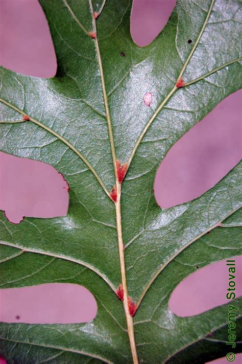SFA Dendro - Leaf Morphology: Lobes