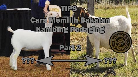 Part 2 Cara Memilih Bakalan Kambing Pedaging Biar Makin Untung