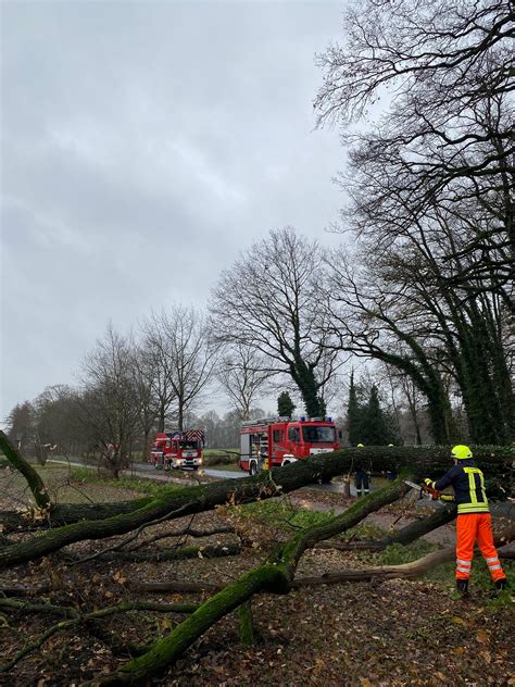 Baum stürzt auf Fahrbahn