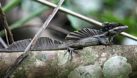 Brown Basilisk (Striped Or Common) Care Sheet | Reptiles' Cove