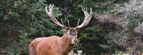 Elk & Red Deer Hunting - Jackson Ranch Elk Outfitters - Canada