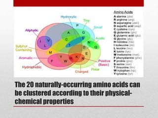 Amino Acids PPT