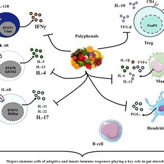 Innate and adaptive components of intestinal immunity | Download ... 