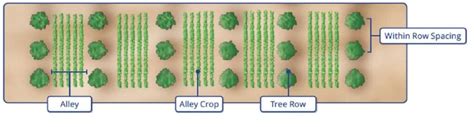 Alley cropping definition, objectives, and benefits - Basic Agricultural Study