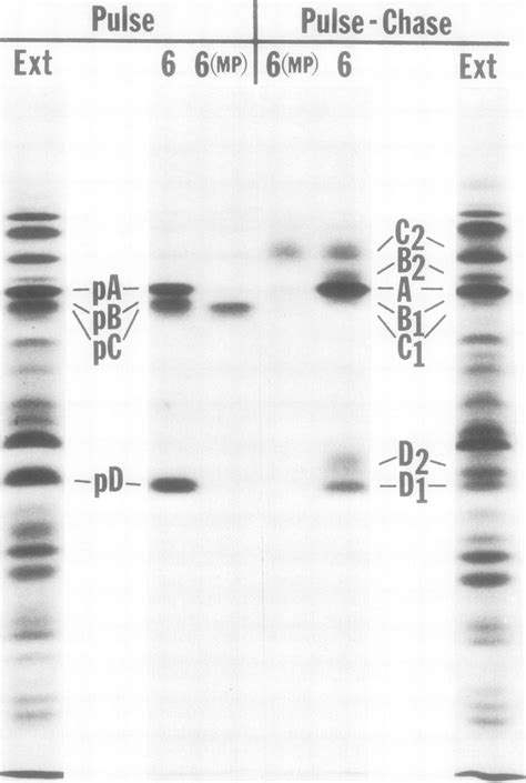 Autoradiogram Of An Sds Acrylamide Gel Slab Showing The Electrophoretic