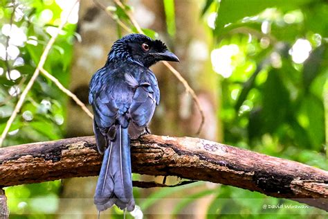 Greater Racket Tailed Drongo Singapore Geographic