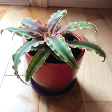 Cryptanthus Bivittatus Pink Earth Star Uploaded By Leanneg83