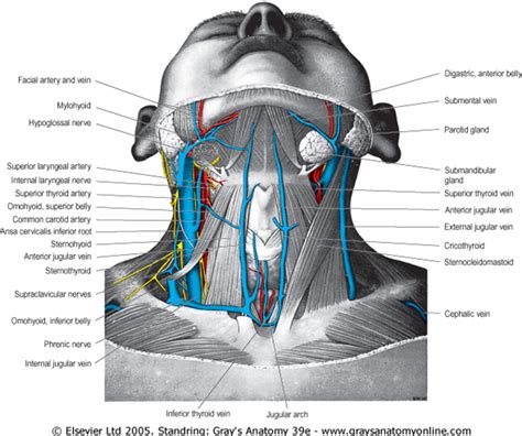 Internal Jugular Vein Catheterization « Review of Critical Care Medicine