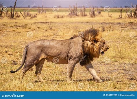 A Beautiful Male Lion On The Move With His Mane Blowing In The Wind