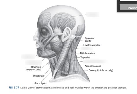 Lateral View Of Neck Muscles Diagram Quizlet