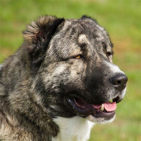 Pitbull Puede Matar A Un Lobo