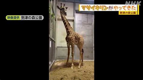 北九州市の動物園に宮崎生まれのマサイキリン到着｜nhk 北九州のニュース