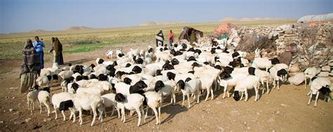 Somalia Moves Adaptation Strategies For Its Livestock And Fisheries