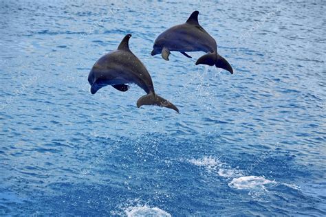 Dolphins jumping Stock Photo by ©kjorgen 4427317