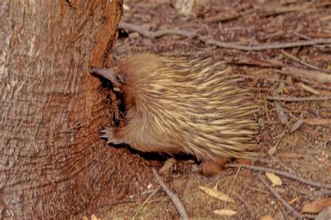 Short Beaked Echidna Stock Image Image Of Tachyglossidae 268554863