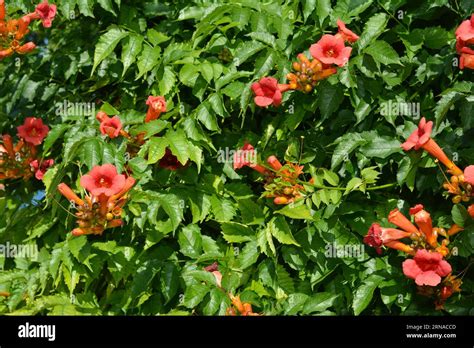 The Trumpet Creeper Climbing Plant With Orange Flowers Trumpet Vine Or