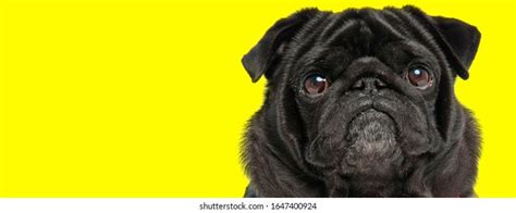 Shocked Black Pug Looking Funny On Stock Photo 1647400924 | Shutterstock