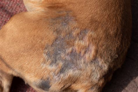 The Dangers Of Diy Pet Grooming Hidden Hazards Revealed Pawshore