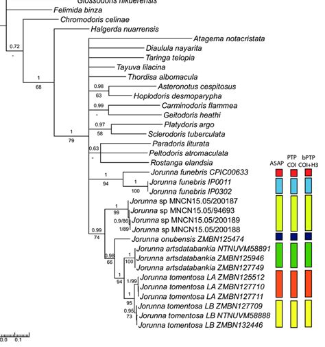 Bayesian Inference Tree Based On The Concatenate Sequence Dataset