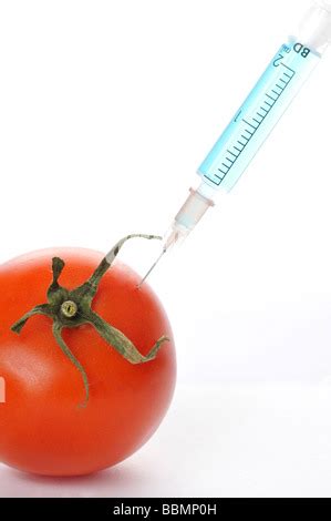 Spritze In Der Tomate Symbolisch F R Gentechnisch Manipulierte