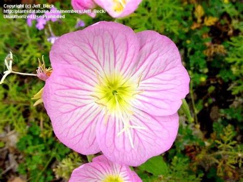 Plantfiles Pictures Oenothera Species Mexican Evening Primrose Pink