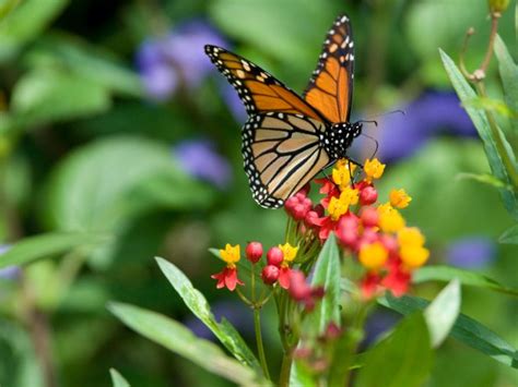 Milkweed How To Plant And Grow Types Of Milkweed Hgtv