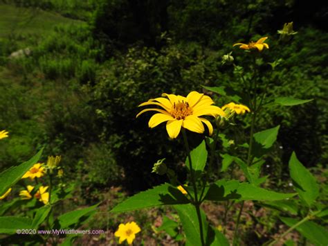 Wildflower Pale Leaved Sunflower Helianthus Strumosus Butler