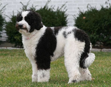 Black And White Labradoodle Australian Labradoodle White Labradoodle