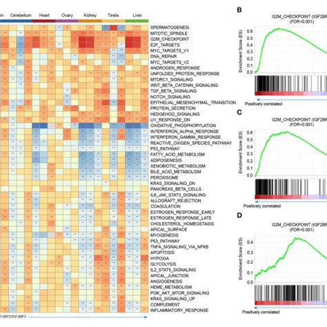 Gene Set Enrichment Analysis Of Genes Correlated With Igf Bps In