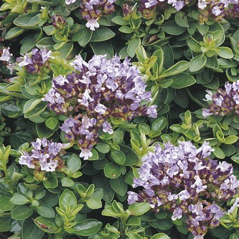 Marjoram Compactum Origanum Vulgare Mygardenlife