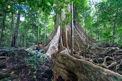 Saigontourist Du Lịch Nam Cát Tiên KDL Suối Mơ