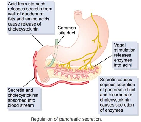 Regulation Of Pancreatic Secretion