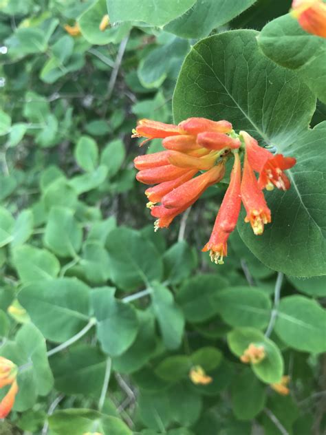 Honeysuckle vine growing outside my kid’s preschool. : r/BotanicalPorn
