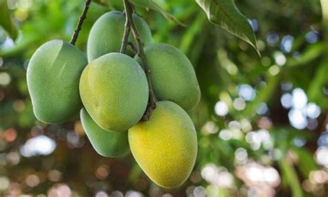 Mengenal Jenis Buah Mangga Yang Ada Di Indonesia Kabar Angin