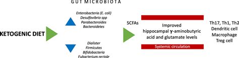 Effects Of The Ketogenic Diet On Gut Microbiota Mucus Layer And