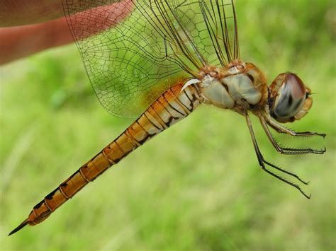 18 Animali che volano con o senza ali Immagini e curiosità