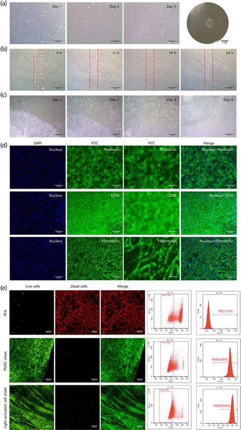 Characteristics Of Palatalderived Mesenchymal Stem Cell PMSC Sheets