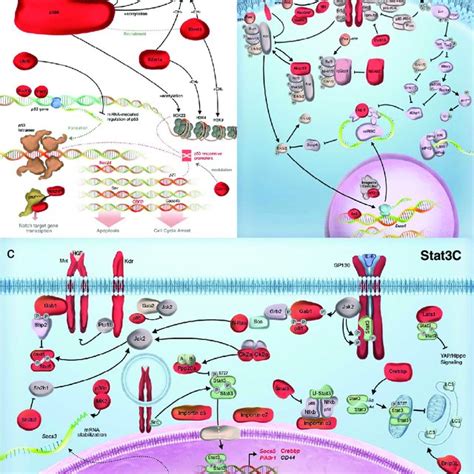 Many Gcis Function On The Same Pathway As The Oncogenic Driver